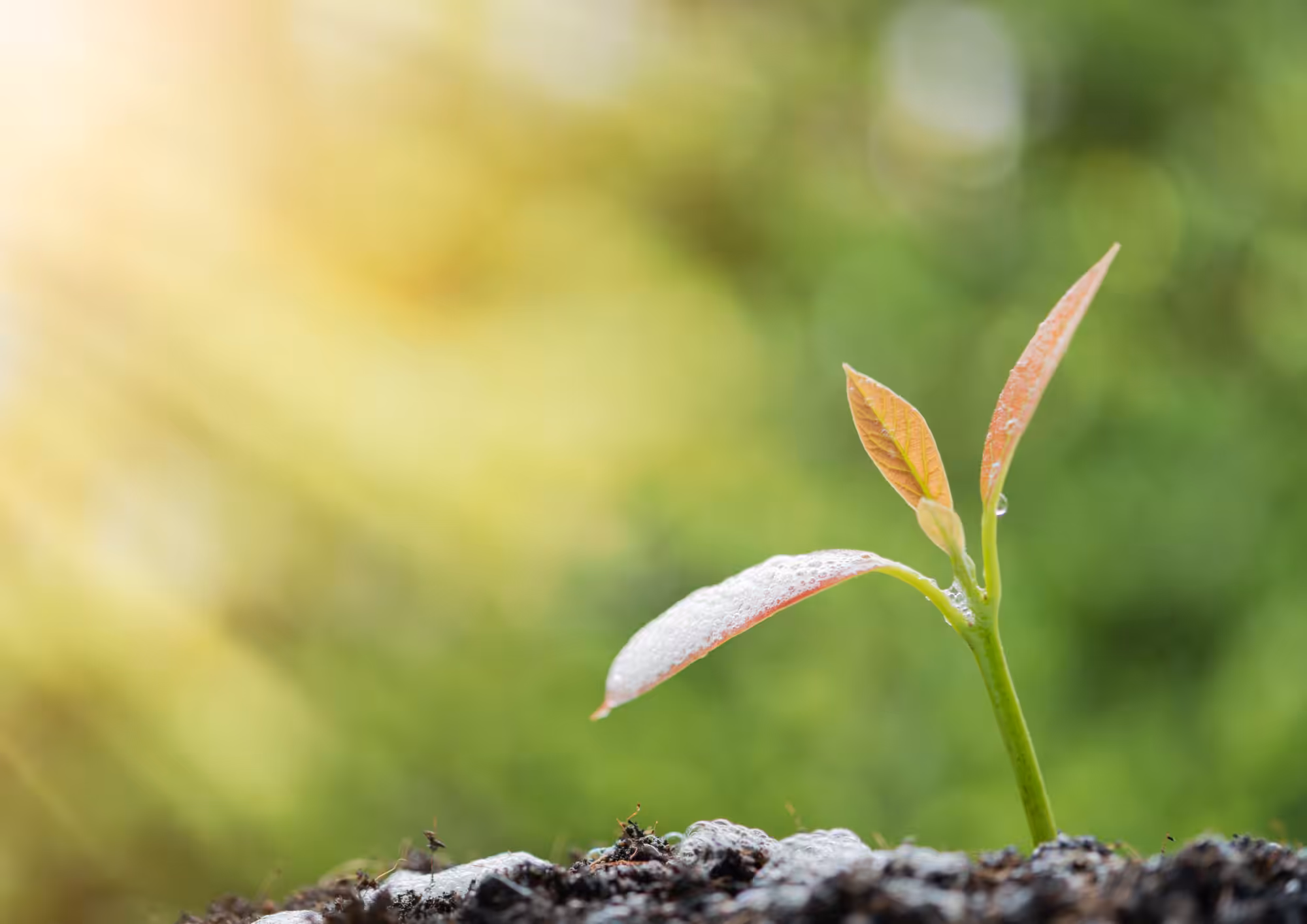 New plant with sun