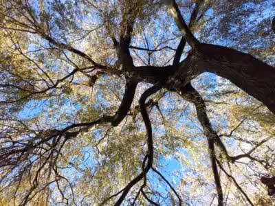 Tree covering