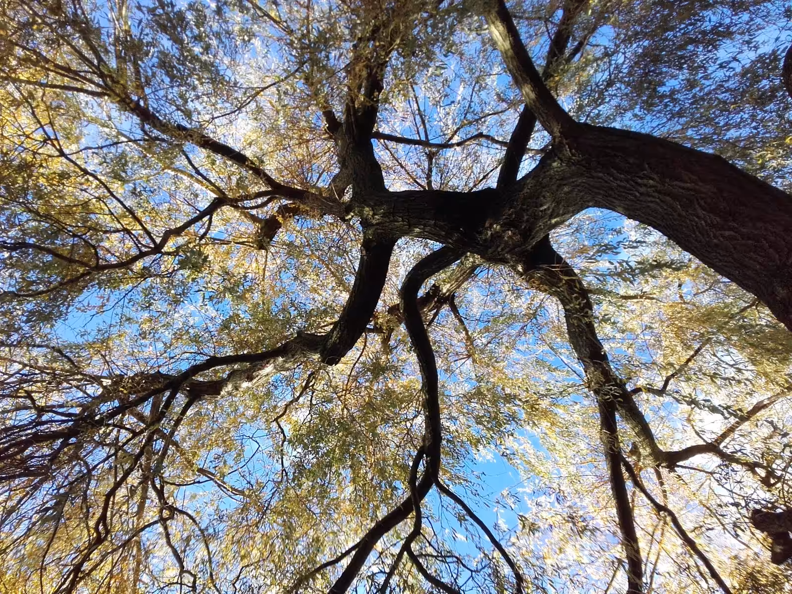 Tree covering